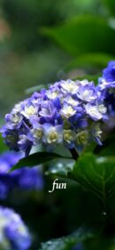 【おすすめ】iPhoneロック画面等花の無料壁紙・待ち受け