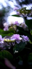 【おすすめ】iPhoneロック画面等花の無料壁紙・待ち受け