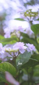 【おすすめ】iPhoneロック画面等花の無料壁紙・待ち受け