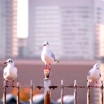 iPhone11・Xrロック画面等の横浜の無料壁紙・待受けを配信中