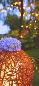 あじさいと灯り