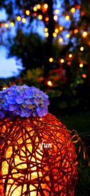 あじさいと灯り