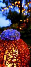 あじさいと灯り