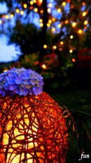 あじさいと灯り