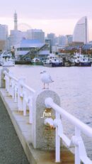 山下公園のかもめ