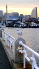 山下公園のかもめ