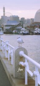 山下公園のカモメ