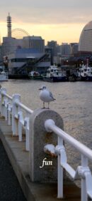 山下公園のカモメ