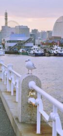 山下公園のかもめ