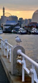 山下公園のかもめ