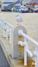 山下公園のかもめ