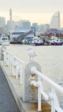 山下公園のカモメ