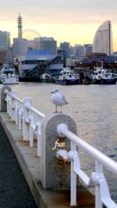 山下公園のカモメ