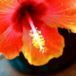 iPhone11ProMax・XsMaxロック画面等のハワイの無料壁紙・待受けを配信中