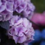 iPadPro12.9インチロック画面等の花の無料壁紙・待受けを配信中