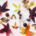 iPhone12ProMax・13ProMax・14plusの秋の壁紙・待受けを配信中