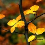 iPhone11ProMax・XsMaxロック画面等の秋の壁紙・待受けが取り放題