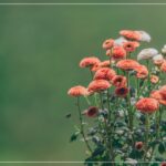 YouTubeサムネイルサイズの花のフリー画像を配信中