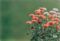 YouTubeサムネイルサイズの花のフリー画像を配信中