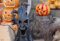 iPadMini6・8.3インチロック画面等のハロウィンの壁紙を配信中