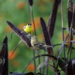 Twitterのヘッダーサイズのフリー画像が取り放題