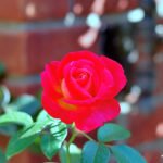 iPad12.9インチロック画面等の花の壁紙を配信中