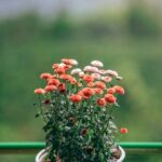 iPhone14・13・13Pro・12・12Proロック画面等の花の壁紙が取り放題