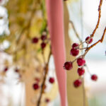 iPhone8・7・6・6S・SE2のドライフラワーの無料壁紙を配信中