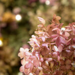 iPad11インチドライフラワーの無料壁紙を配信中