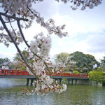 iPhone11Pro・Xs・Xのロック画面等春の壁紙を配信中