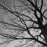 iPhoneロック画面等のモノクロの壁紙を配信中