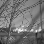 iPhone8・7・6・6S・SEのモノクロ壁紙を配信中