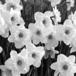 iPhone11・Xrロック画面等のモノクロ壁紙を配信中