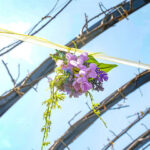 iPhone8・7・6・6SPlusの春の壁紙を配信中