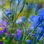 YouTubeサムネイルサイズの花の無料素材画像を配信中