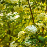 iPhone8・7・6・6SPlusの花の壁紙が取り放題