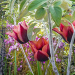 iPhone13Mini・12Miniの花の壁紙が取り放題