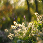 iPhone11Pro・Xs・Xの花の壁紙を配信中