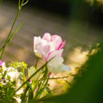 【おすすめ】iPhoneの花の壁紙が取り放題