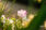 【おすすめ】iPhoneの花の壁紙が取り放題