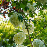 iPhone11ProMax・XsMaxの花の壁紙が取り放題