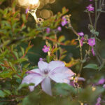 iPhone14plus・13ProMax・12ProMaxの花の壁紙が取り放題