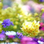 【おすすめ】Twitterの花のヘッダー用画像が取り放題！