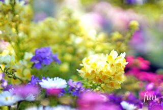 【おすすめ】Twitterの花のヘッダー用画像