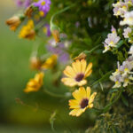 【おすすめ】LINEプロフィールの花の背景画像を配信中