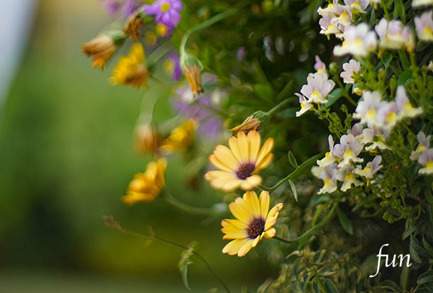 【おすすめ】LINEプロフィールの花の背景画像を配信中