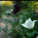 iPhone8・7・6・6S・SEの花の壁紙が取り放題