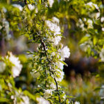 【おすすめ】iPhone11・Xrの花の壁紙が取り放題