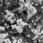 iPhone8・7・6・6SPlusのモノクロ壁紙を配信中