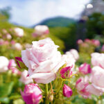 iPhone11Pro・Xs・Xの花の壁紙が取り放題